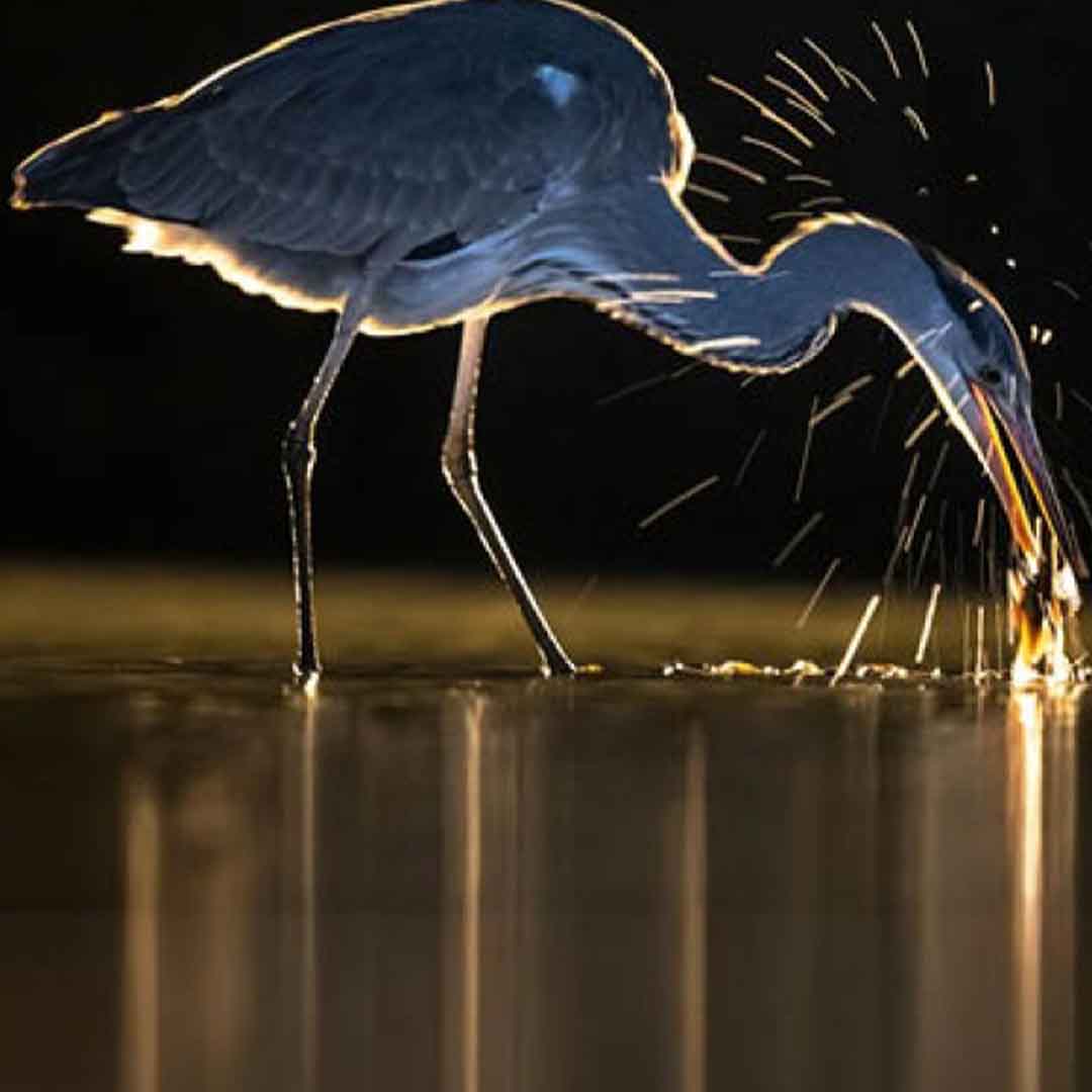 acquario di cattolica 3