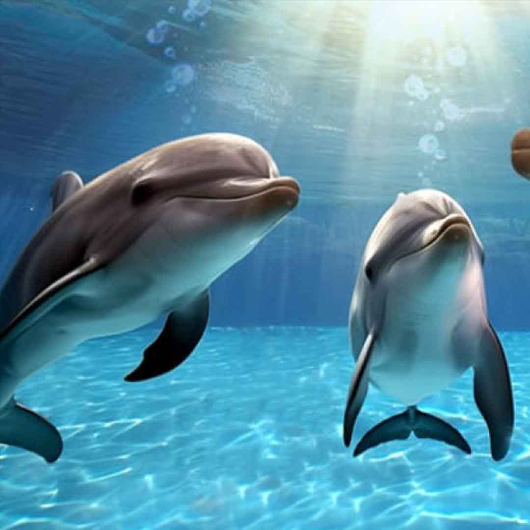 acquario di cattolica 4